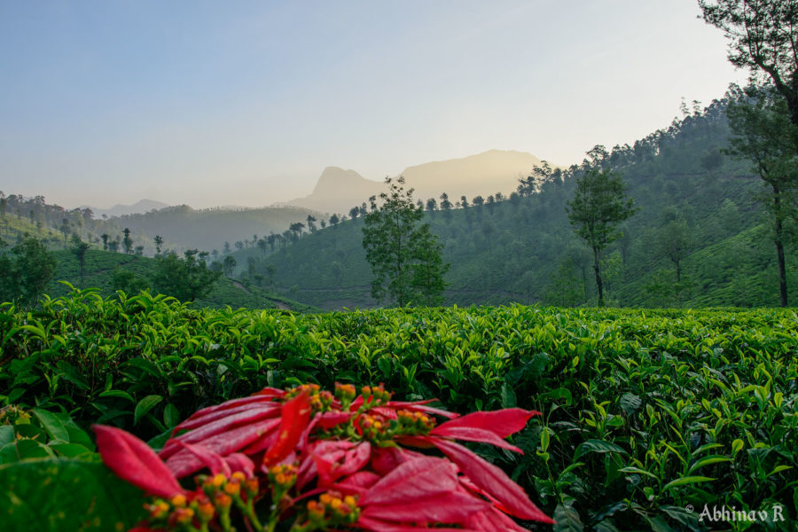 The shining hills and tea gardens of Valparai at Sunrise