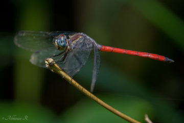 Asiatic Blood Tail - Lathrecista asiatica