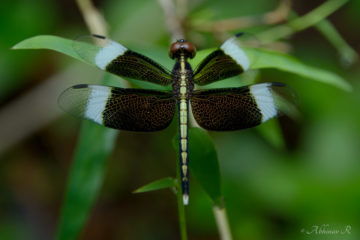Pied Paddy Skimmer - Male
