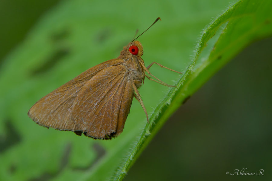Common Red Eye - Matapa aria