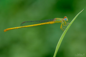Coromandel Marsh Dart