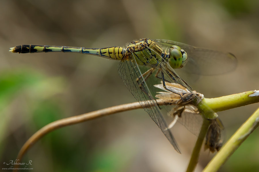 Ground Skimmer - Female -Diplacodes trivialis