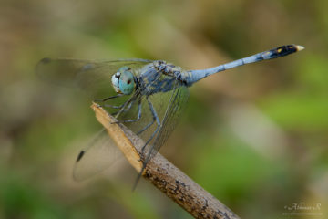 Ground Skimmer - Male
