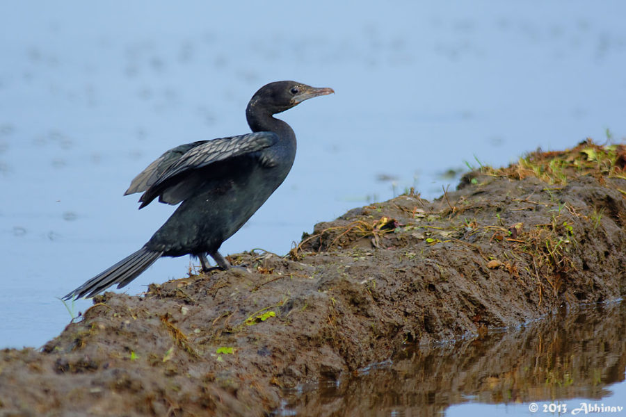 Little Cormorant - Microcarbo niger