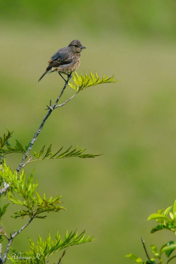 Pied Bush Chat Female - Saxicola caprata