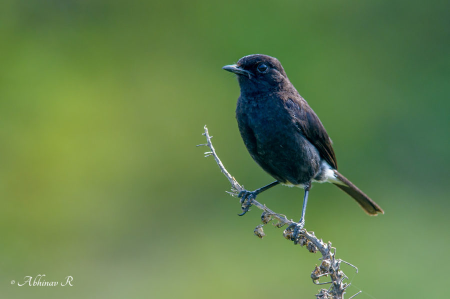 Pied Bush Chat Male - Saxicola Caprata