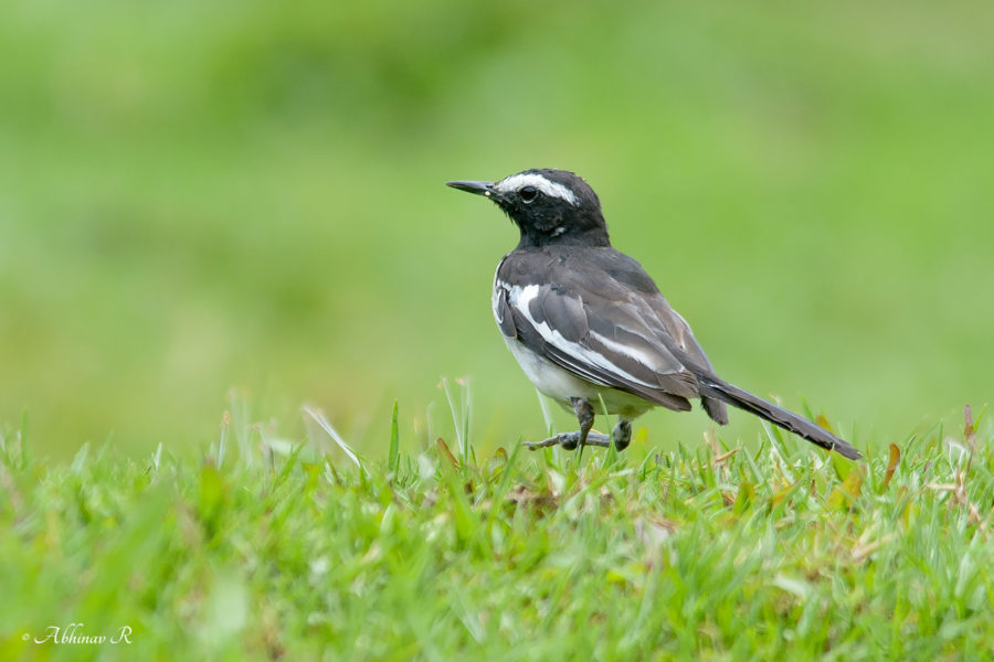White Browed Wagtail from Pampadum Shola