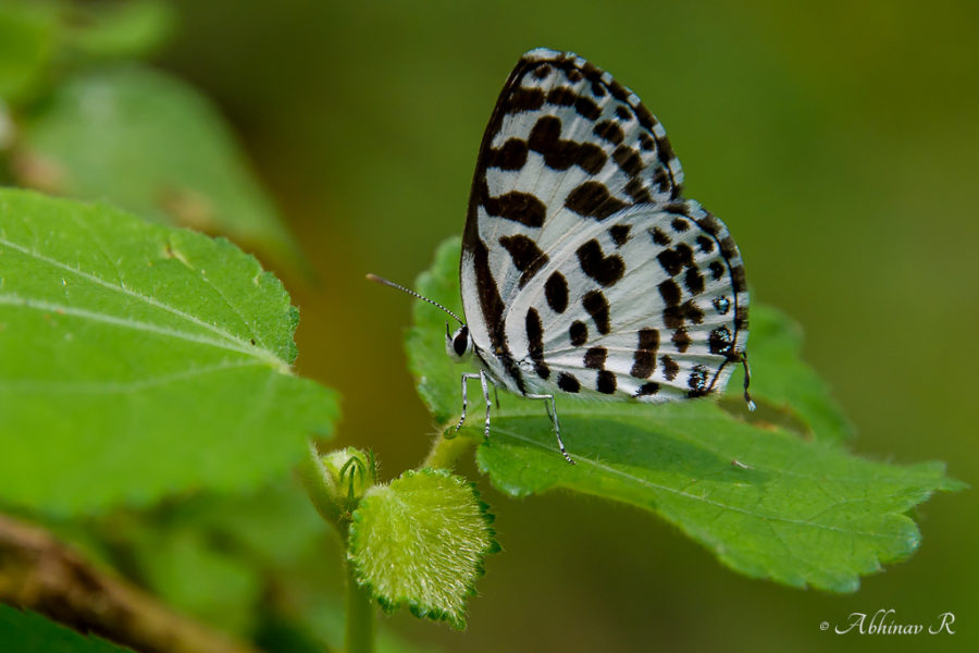 Common Pierrot Butterfly - Castalius rosimon