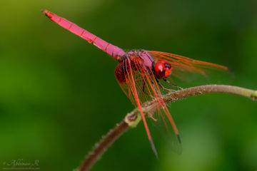 Crimson Marsh Glider - Male
