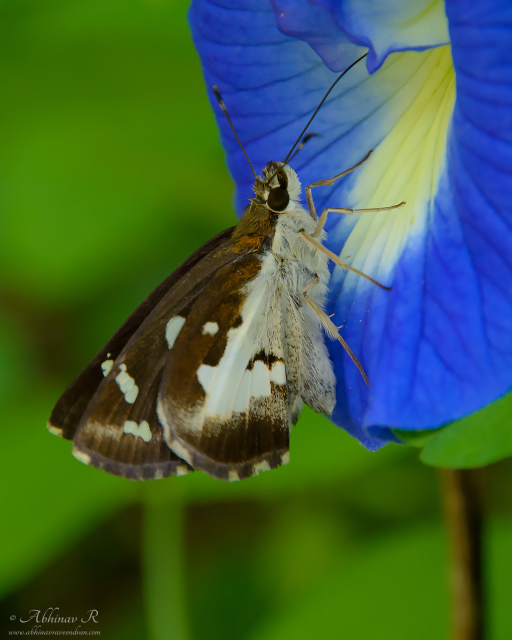 Grass Demon – Udaspes folus