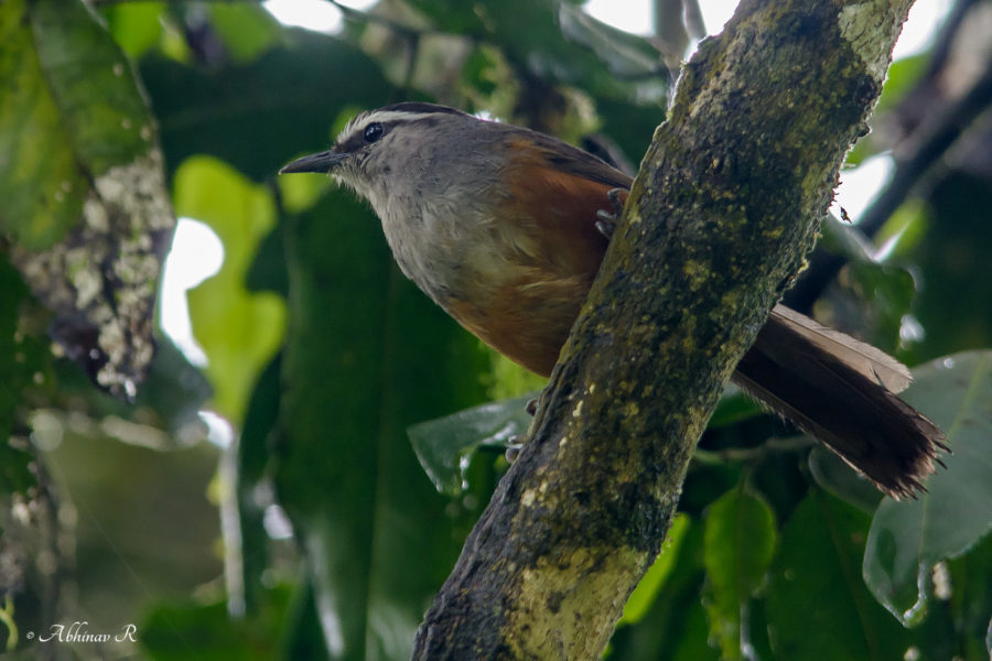 Kerala Laughing Thrush - Pampadumshola