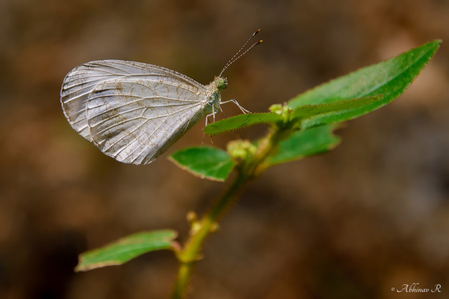 Psyche Butterfly - Leptosia nina