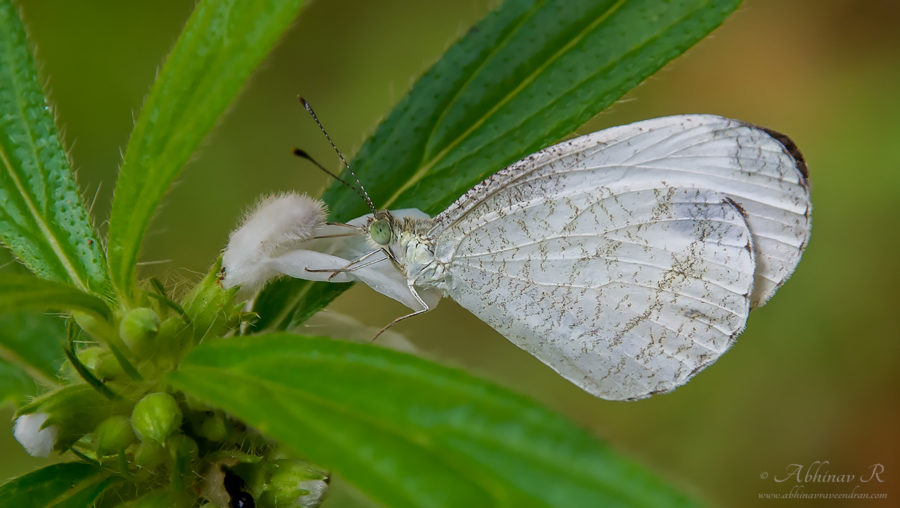 Psyche Butterfly - Leptosia nina