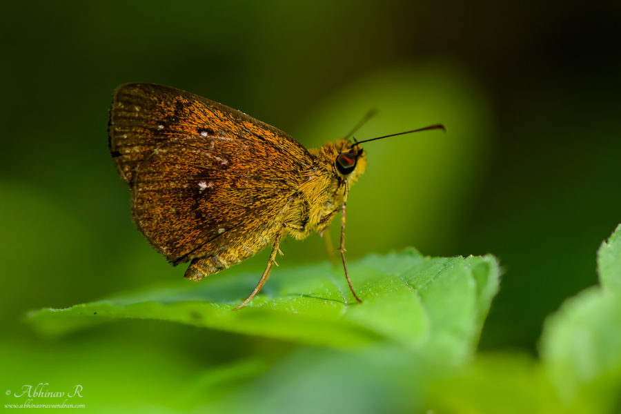 Chestnut Bob - Lambrix salsala - Butterflies of Kerala