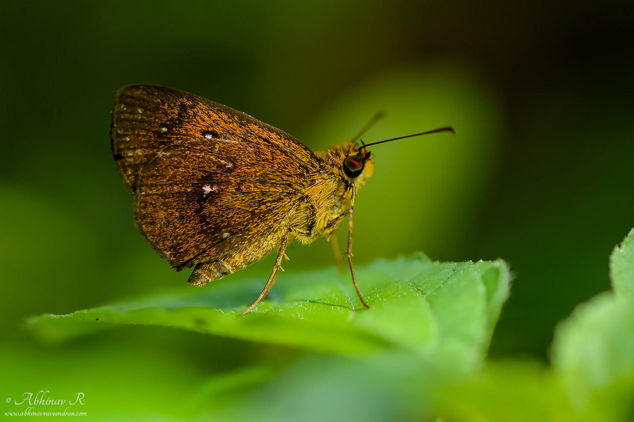 Chestnut Bob Butterfly – Iambrix salsala