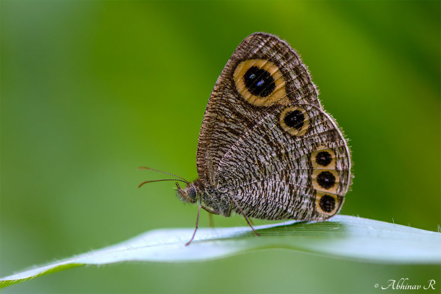 Common Four Ring Butterfly - Ypthima huebneri