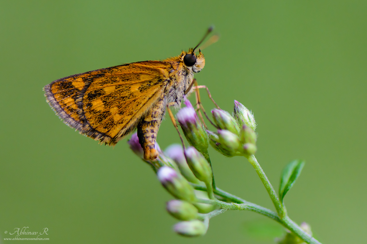 Tamil Grass Dart – Taractrocera ceramas