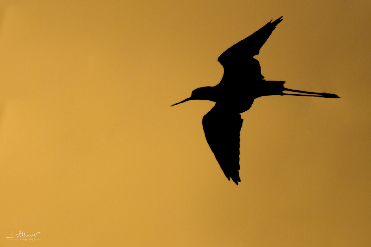 Evening at Changaram Wetlands
