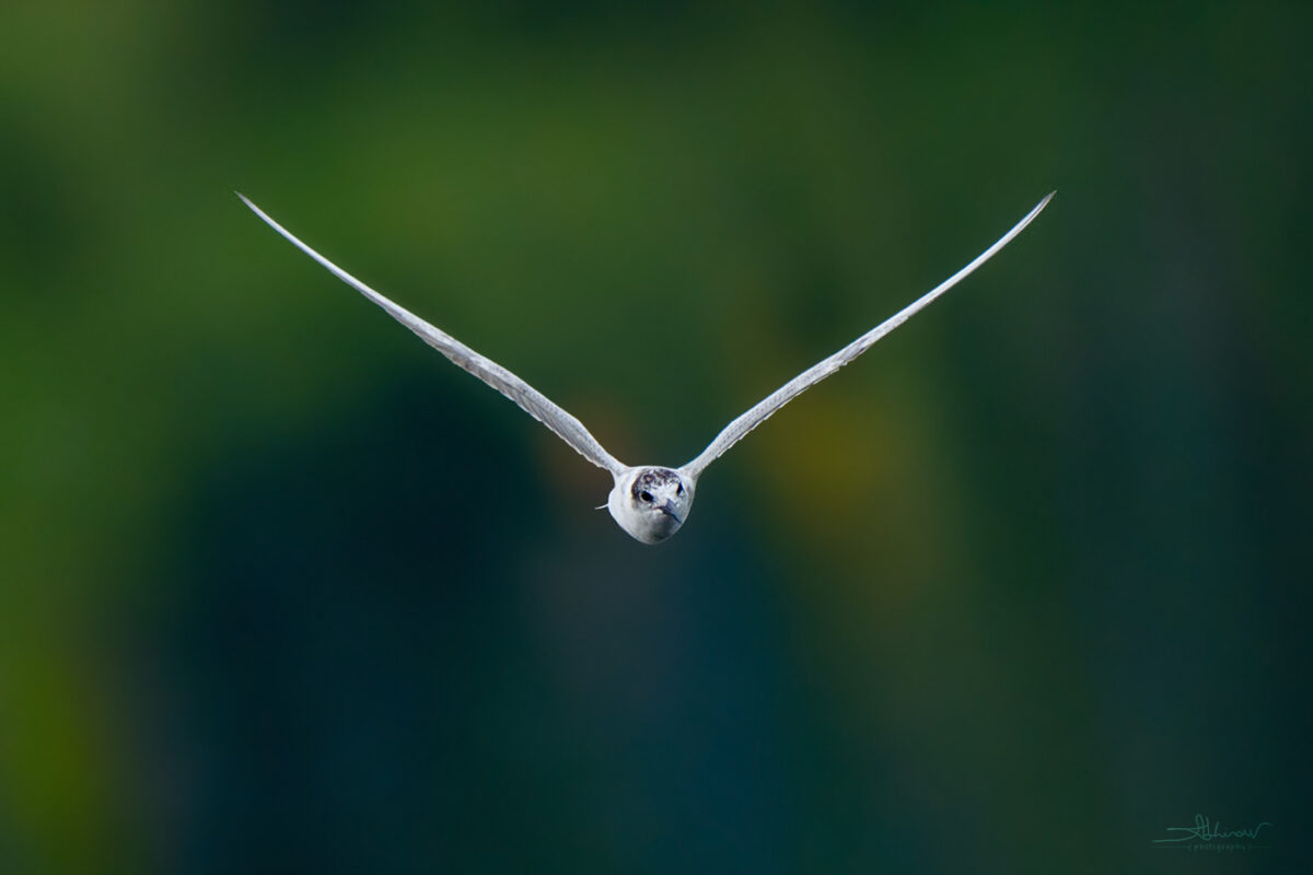 Whiskered Tern in Flight, Thattekad, KL