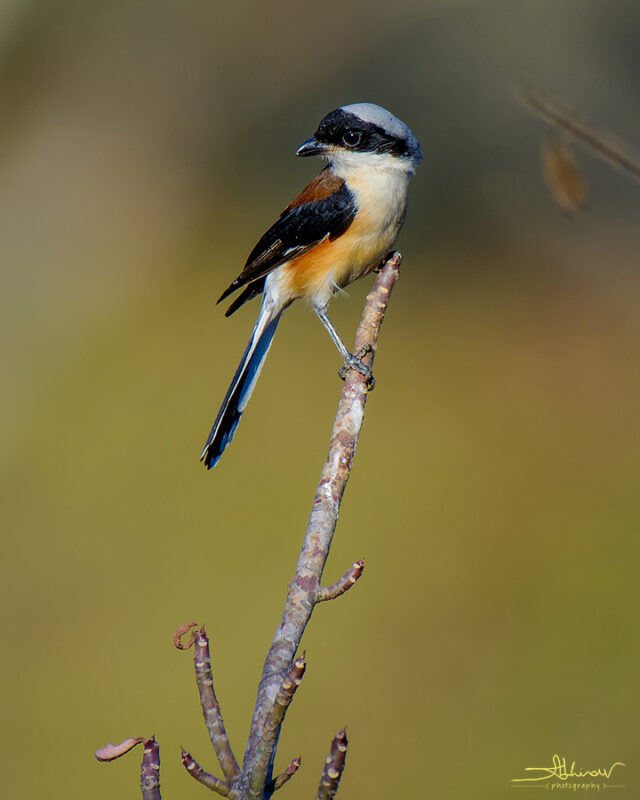 Bay-backed Shrike, Masinagudi, TN
