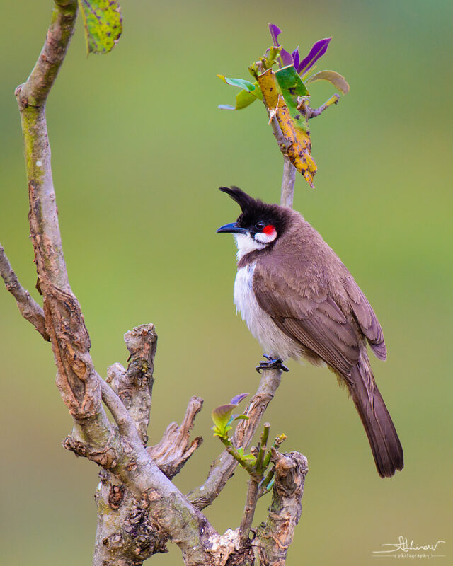 Red-whiskered Bulbul, Pampadumshola NP