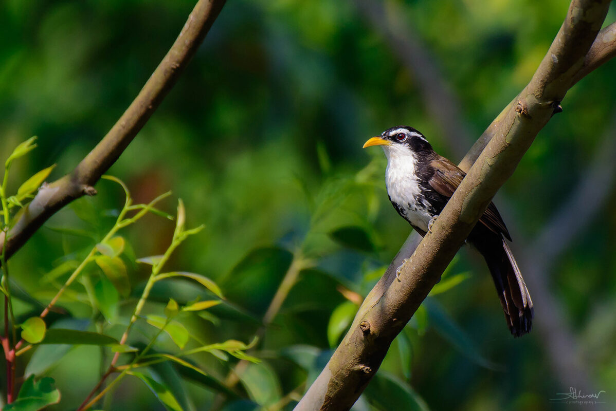 Indian Scimitar Babbler, Munnar