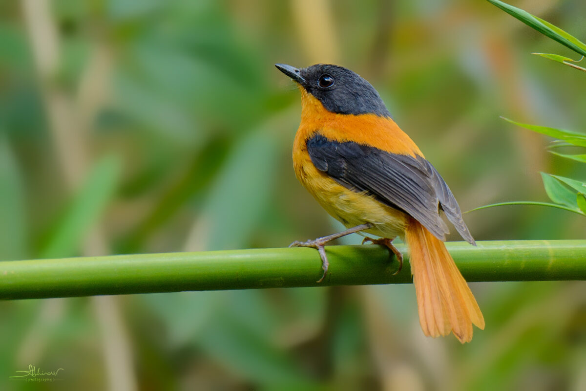 Black & Orange Flycatcher, Munnar
