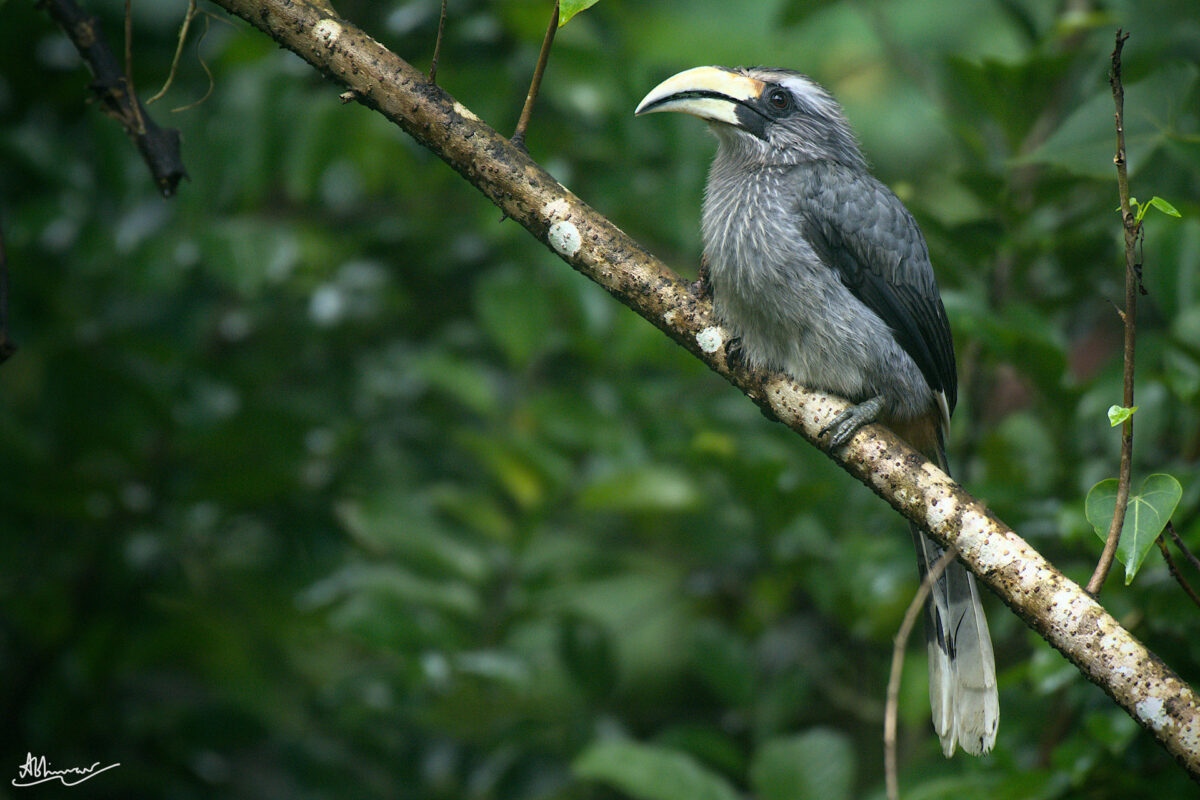 Malabar Grey Hornbill