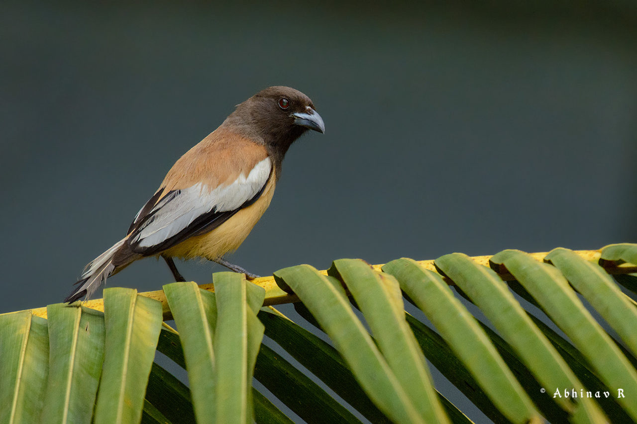 Rufous Treepie - Dendrocitta vagabunda