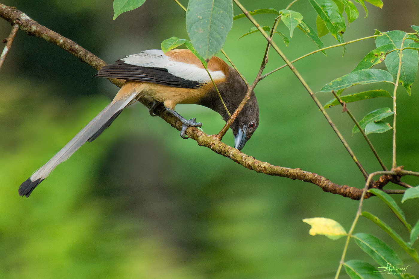 Rufous Treepie – Dendrocitta Vagabunda
