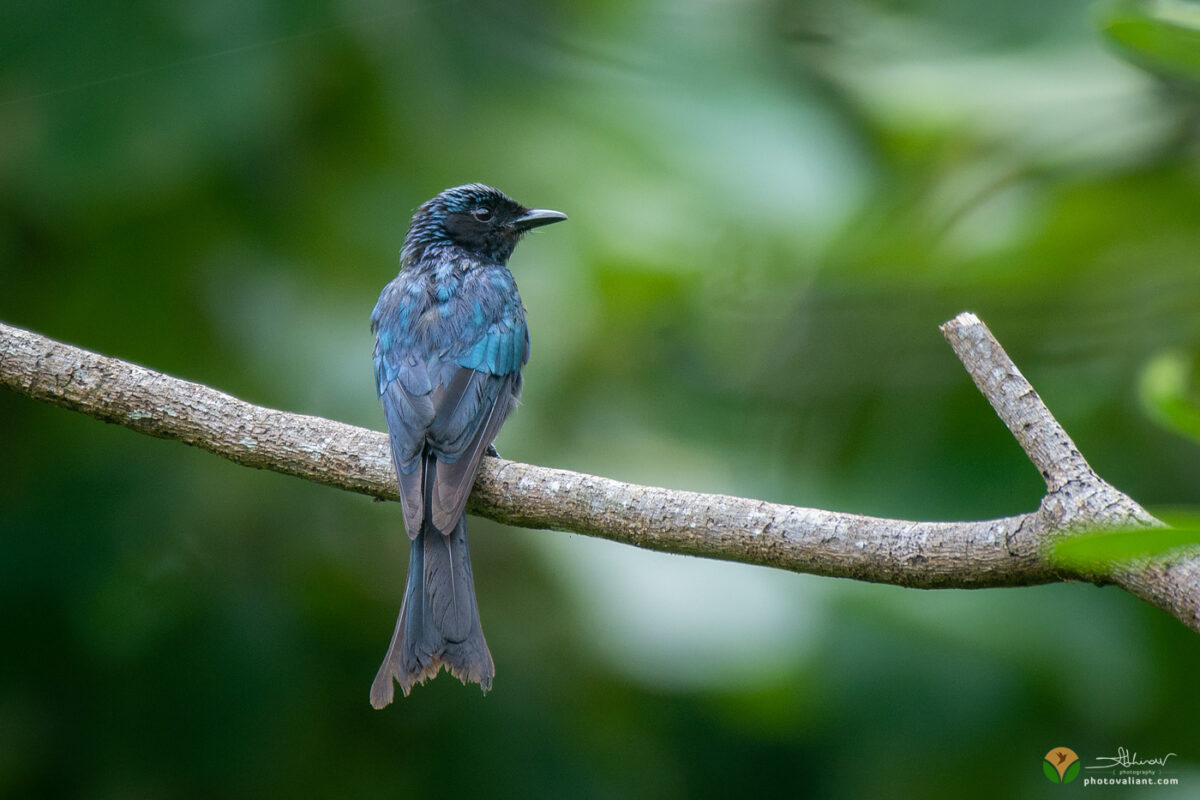 Bronzed Drongo