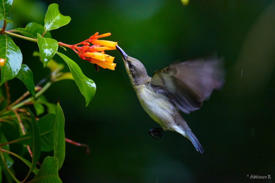 Lotens Sunbird in Flight - Birds of Kerala