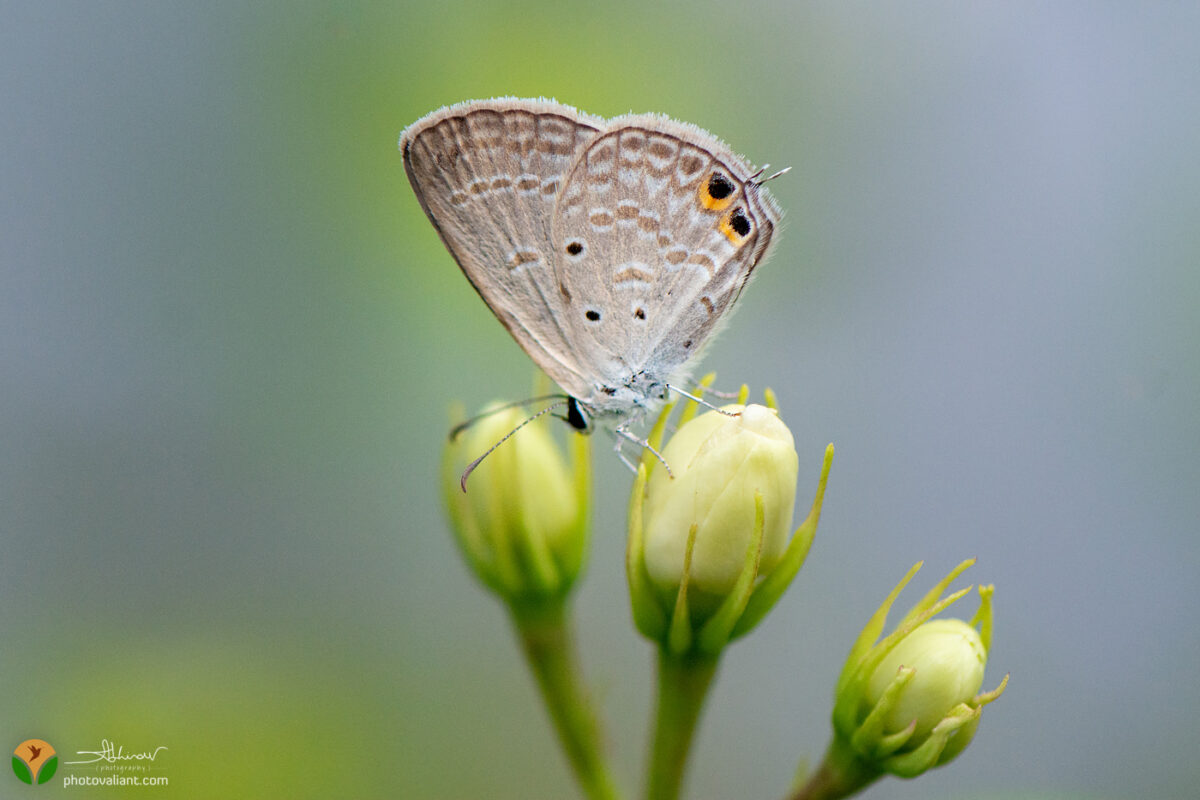 Plains Cupid