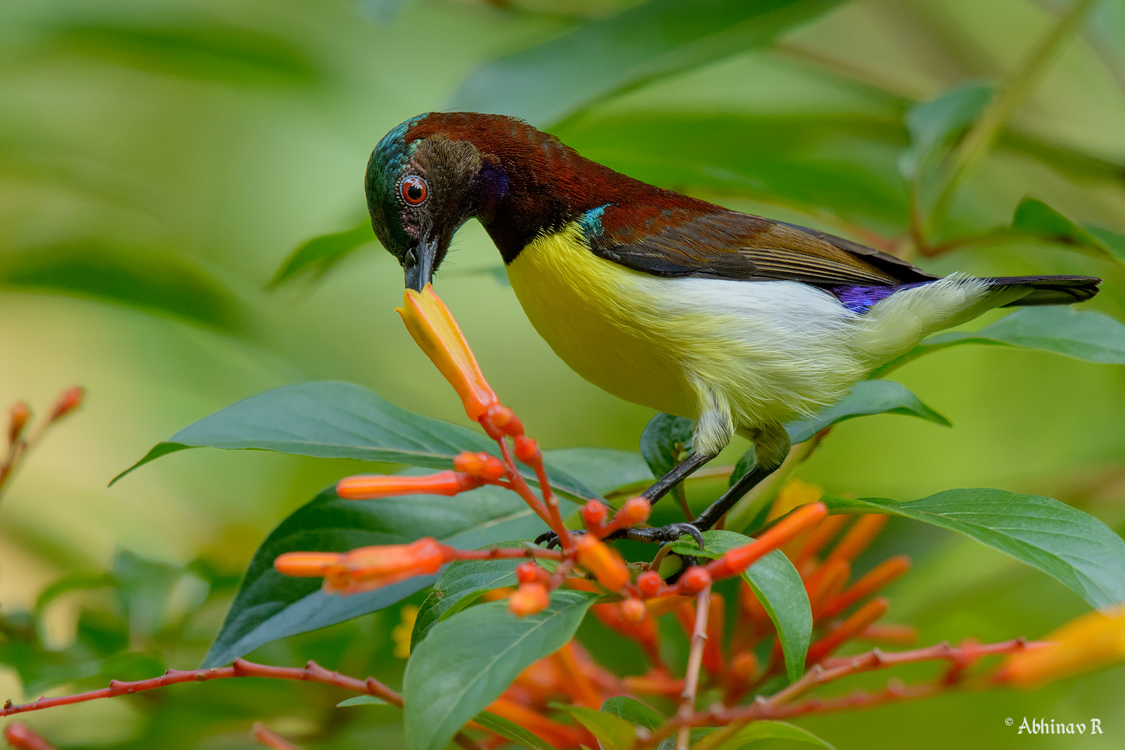Purple-rumped Sunbird – Leptocoma zeylonica