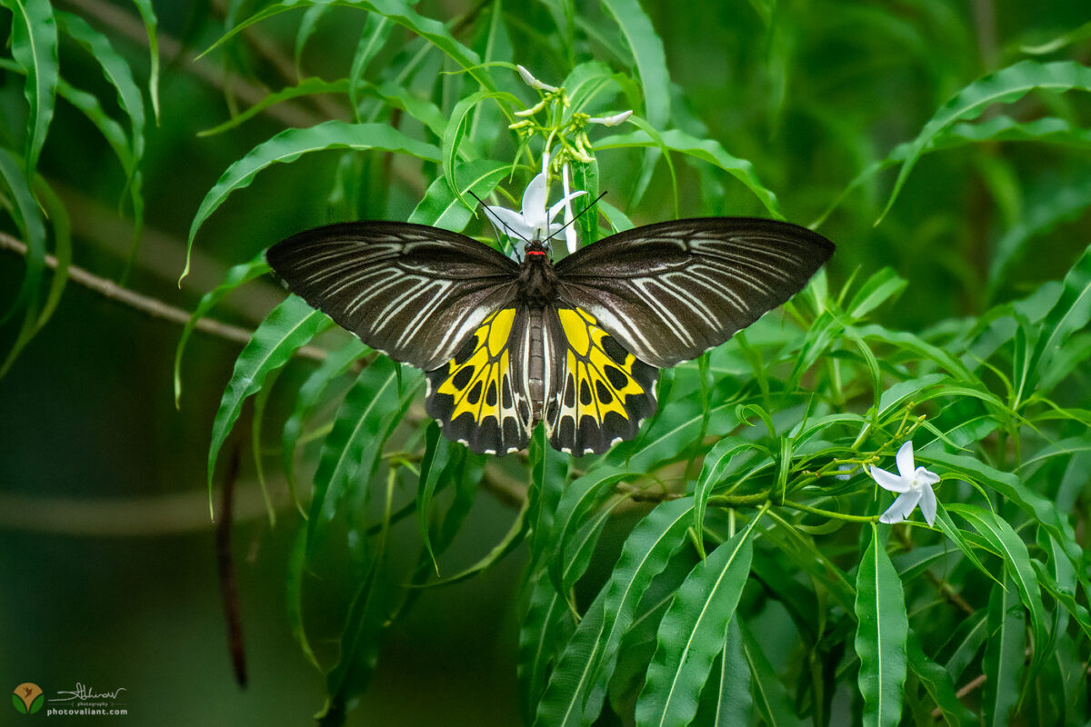 Southern Birdwing