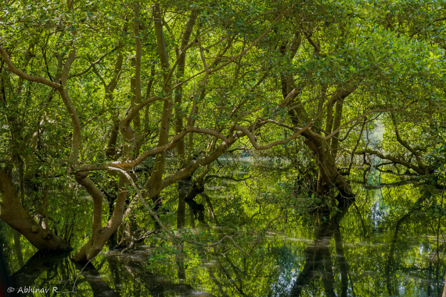 Mangroves Muzhappilangad Kannur