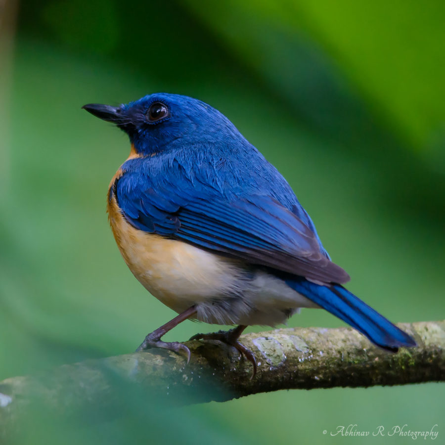 Tickell's Blue Flycatcher - Cyornis tickelliae
