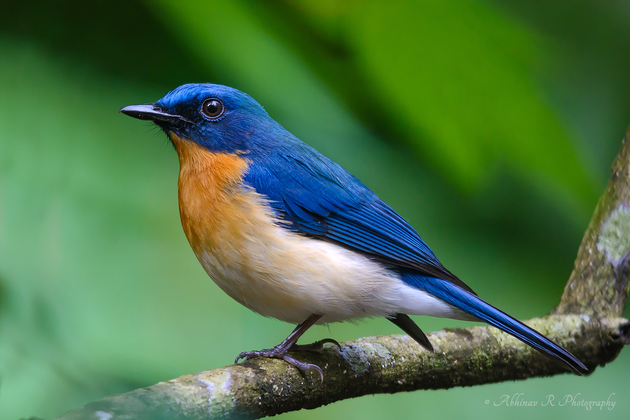 Tickell’s Blue Flycatcher – Cyornis tickelliae