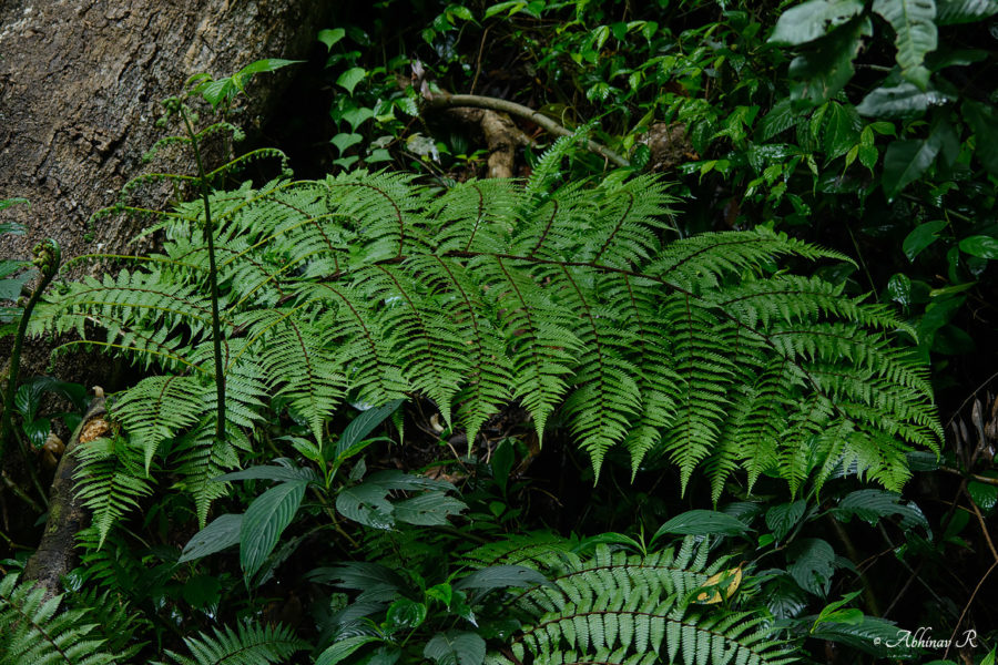 Ferns-Pampadum-Shola-ABC_4202