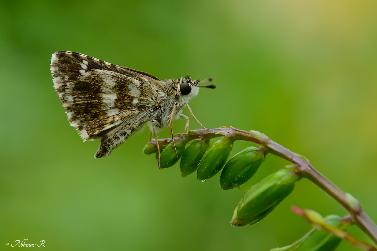 Indian Grizzled Skipper Butterfly – Spialia galba