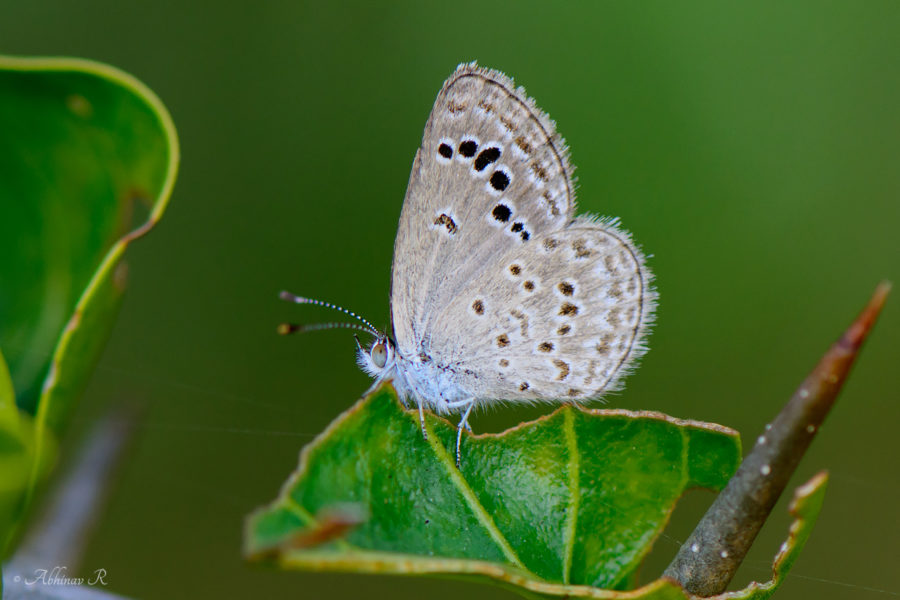 Lesser Grass Blue - Zizina otis