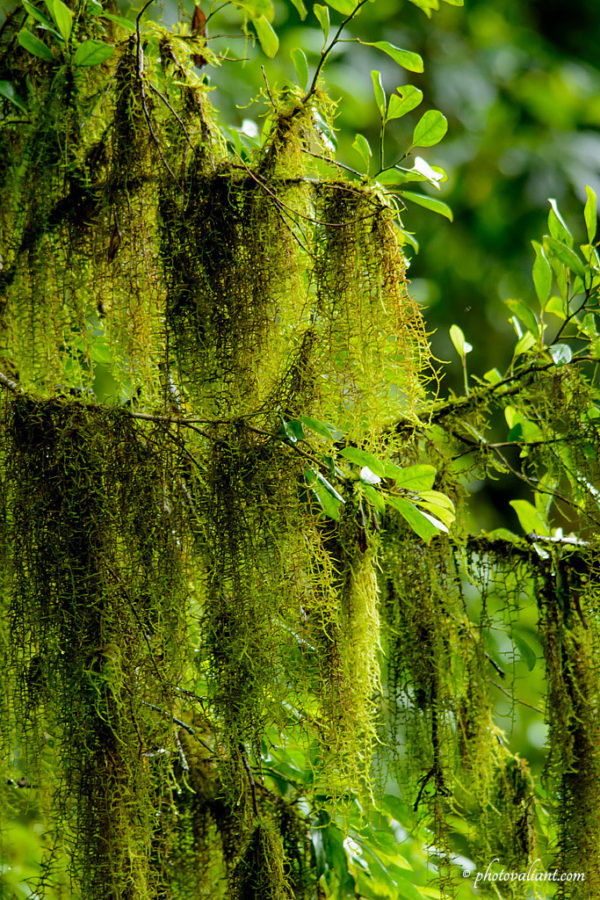 Pampadum-Shola-ABC_4188