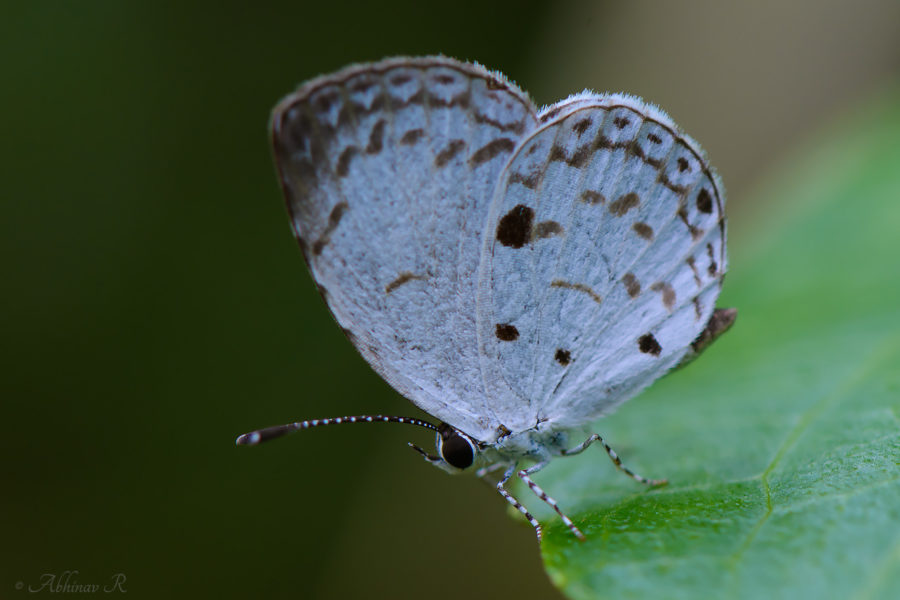 Common Quaker Butterfly - Neopithecops zalmora