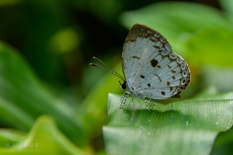 The Quaker Butterfly