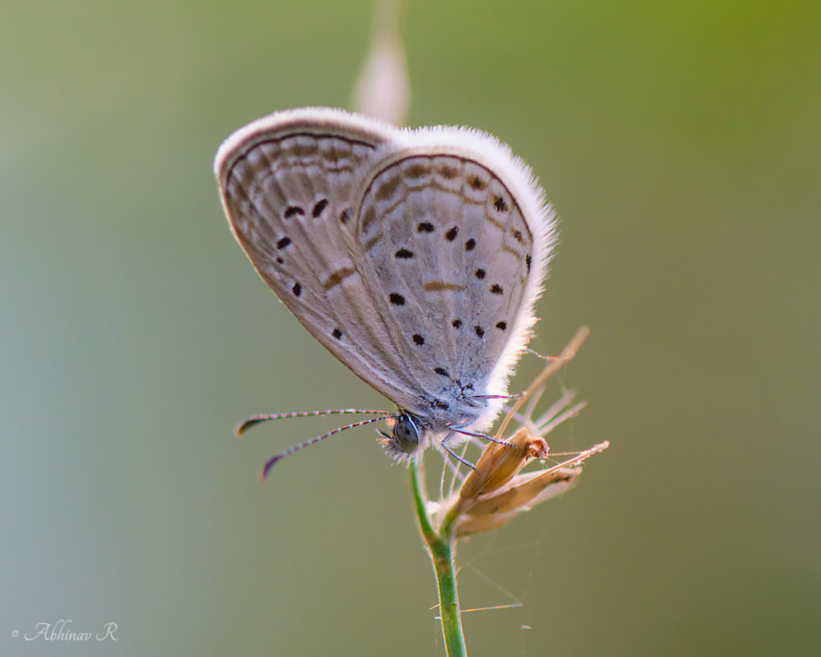 Tiny Grass Blue (Zizula hylax) photo from Cheruvally in Kerala