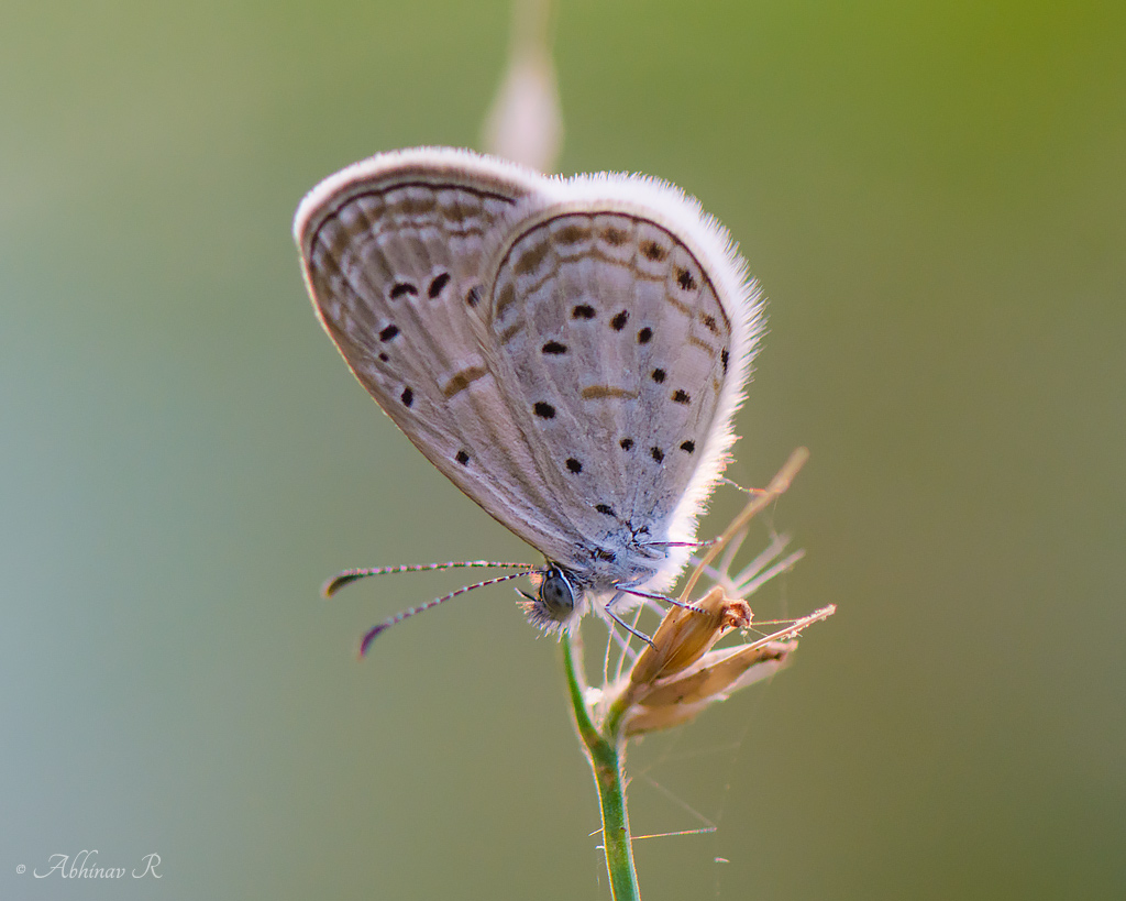 Tiny Grass Blue – Second smallest Butterfly in India