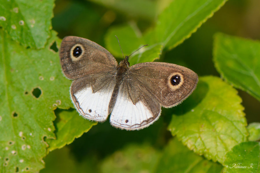 White Four Ring Butterfly from Chinnar Wildlife Sanctuary