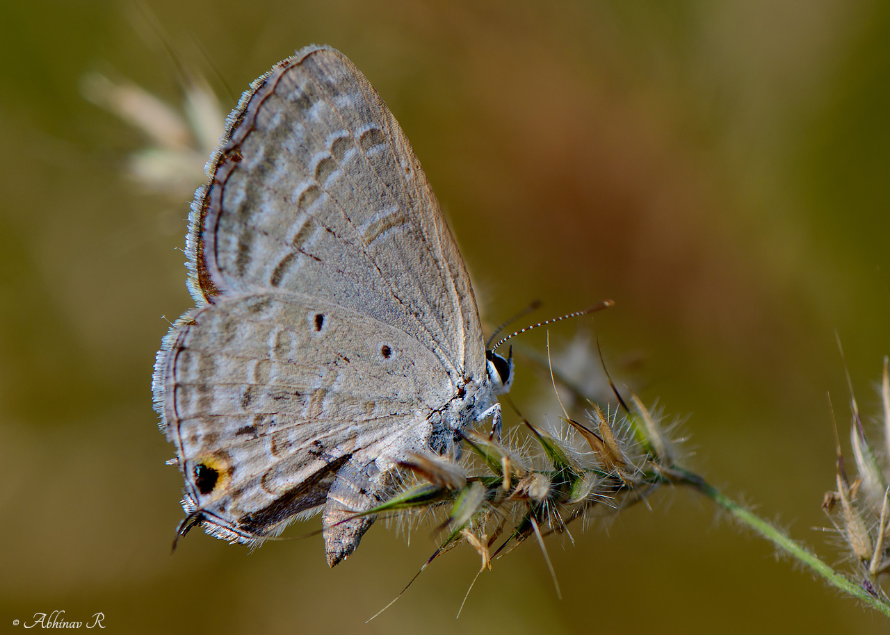 Catochrysops strabo – Forget-me-not Butterfly