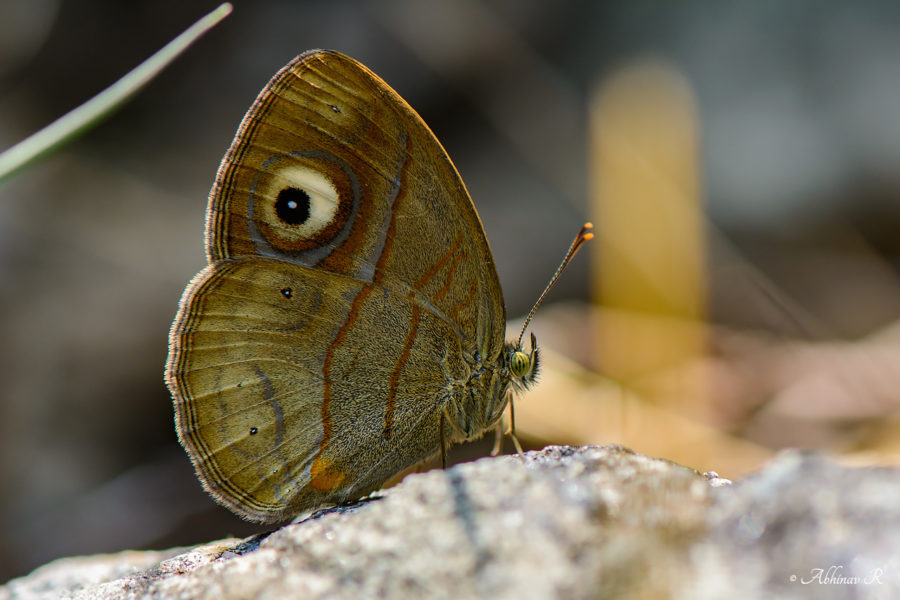Malabar Gladeye Bushbrown - butterflies of Chinnar