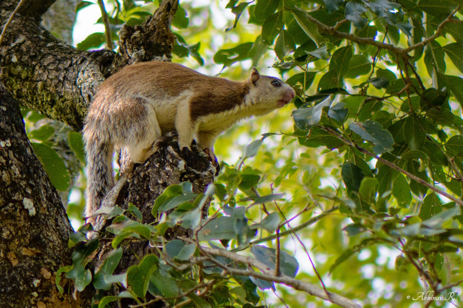 Grizzled Giant Squirrel from Chinnar